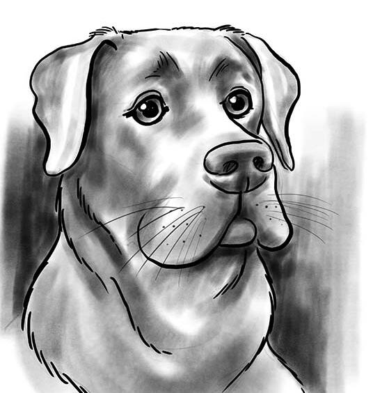 Live Montreal pet caricature artist